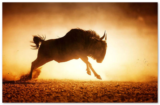 Blue wildebeest running in dust - @chusna