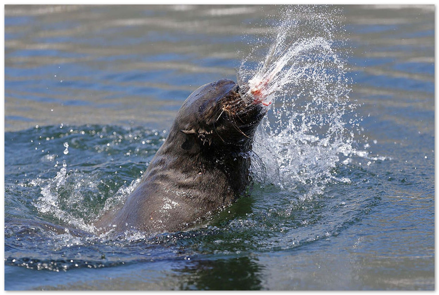 Brown Fur Seal throwing a fish head - @chusna