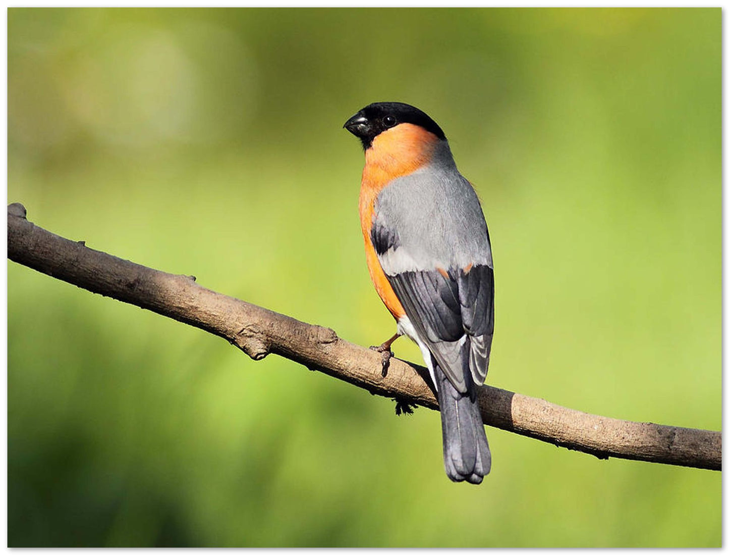 Bullfinch - @chusna