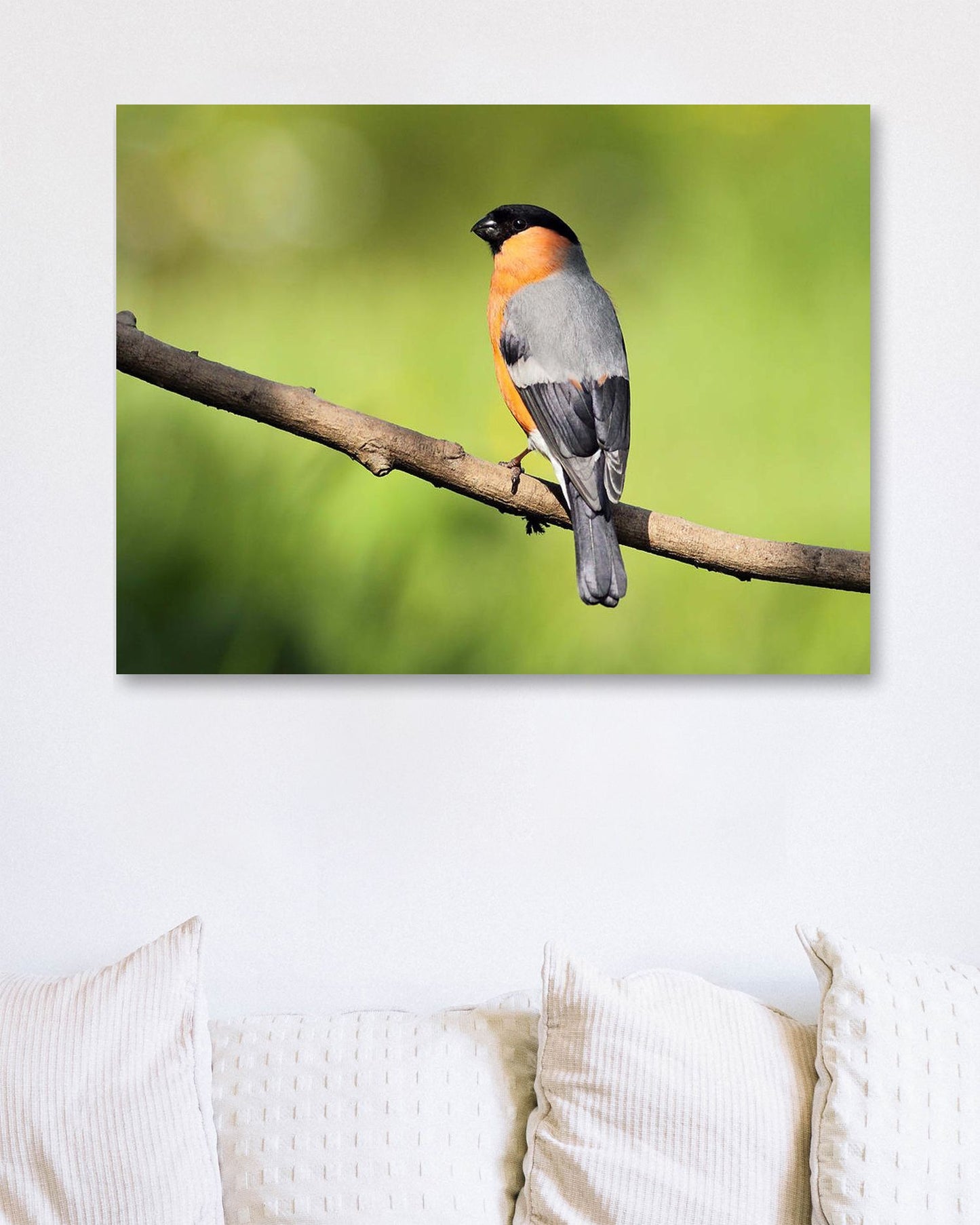 Bullfinch - @chusna