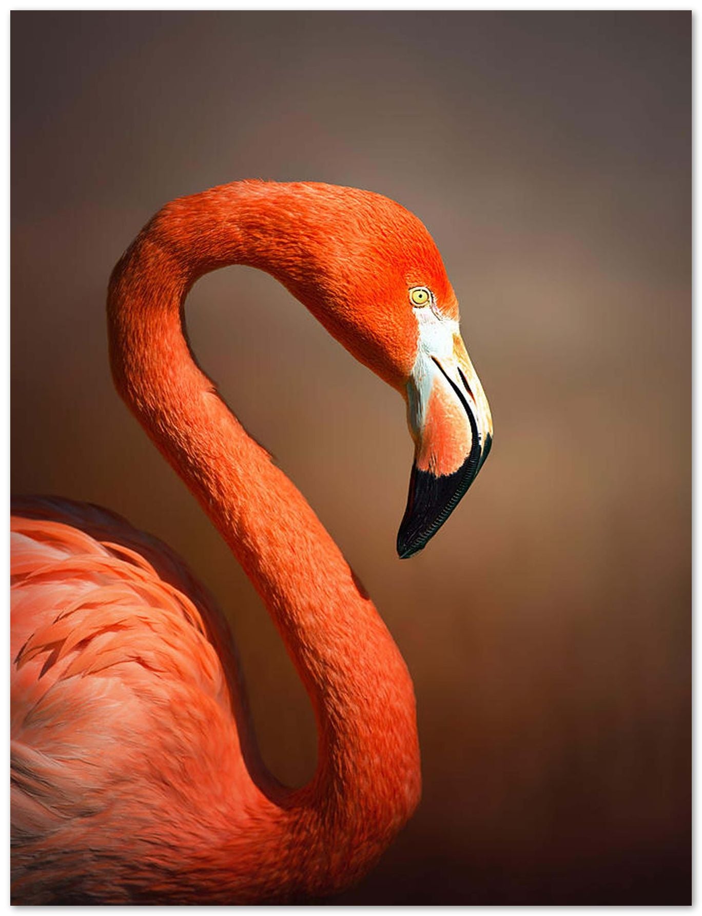 Caribean flamingo  - @chusna