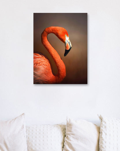 Caribean flamingo  - @chusna