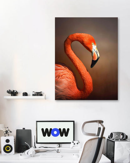 Caribean flamingo  - @chusna