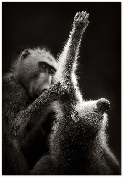 Chacma Baboons Grooming - @chusna