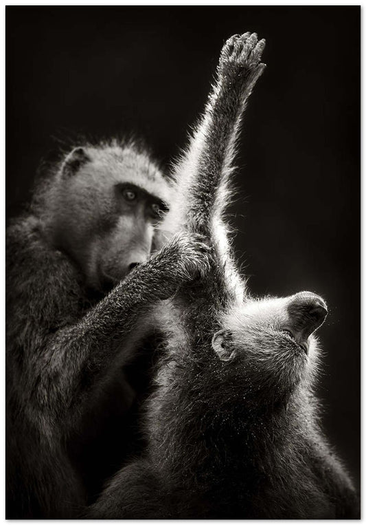 Chacma Baboons Grooming - @chusna