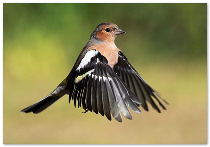 Chaffinch in flight - @chusna