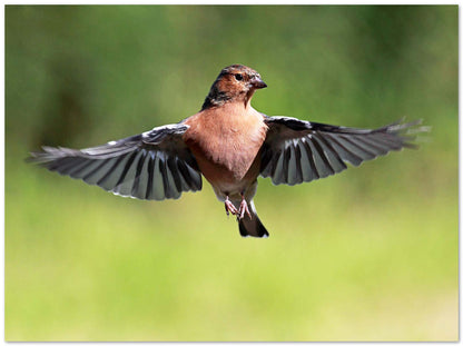 Chaffinch in flight 1 - @chusna