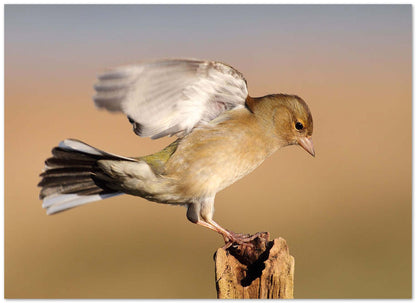 Chaffinch landing - @chusna