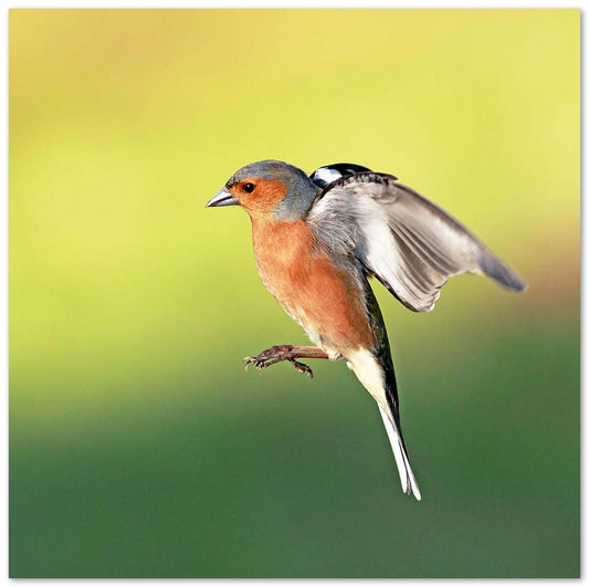 Chaffinch - @chusna