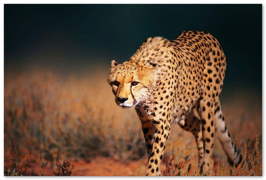 Cheetah approaching from the front - @chusna