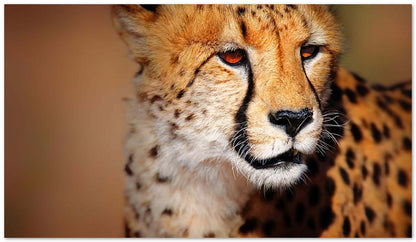 Cheetah portrait - @chusna