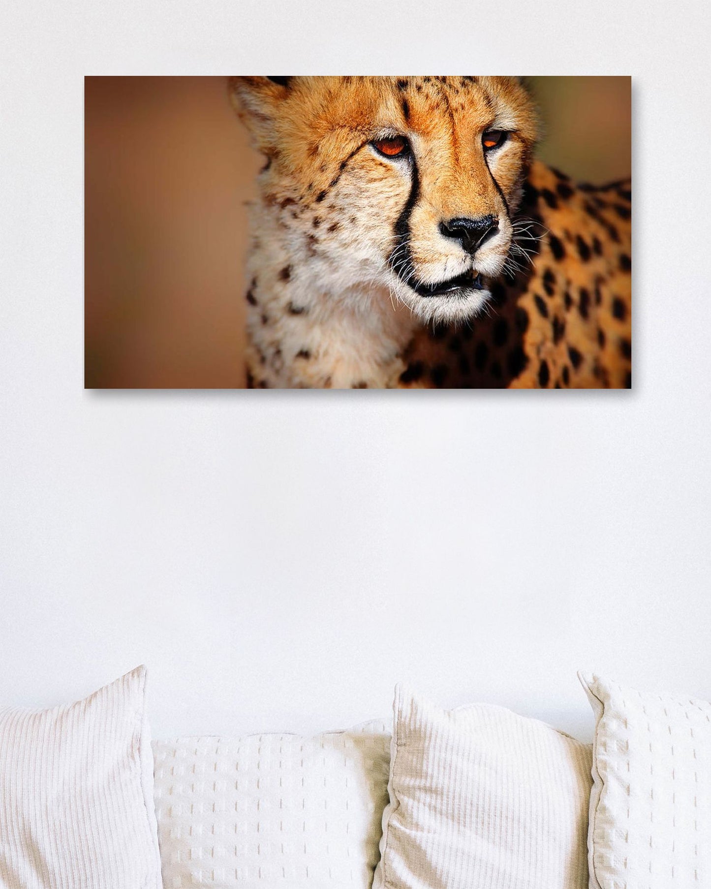 Cheetah portrait - @chusna