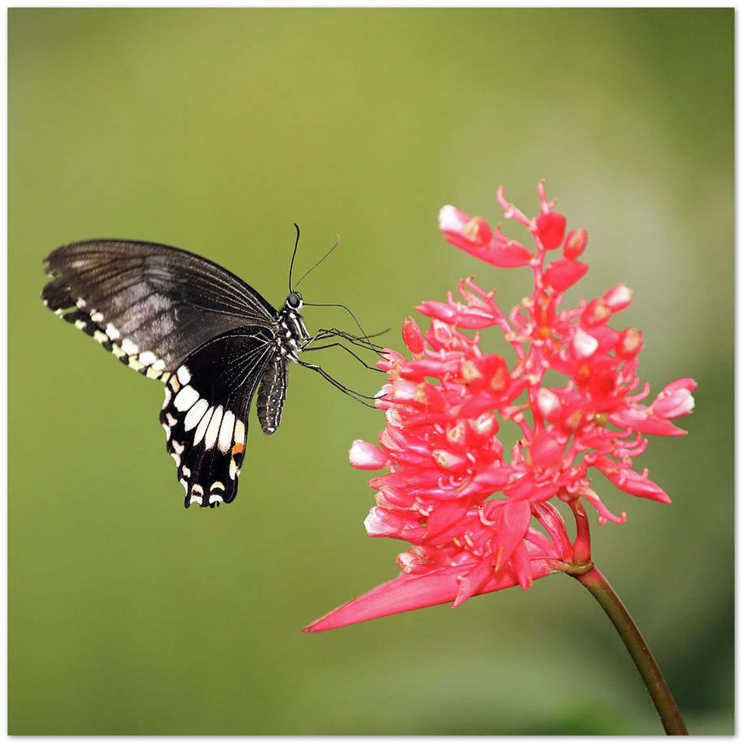 Citrus Swallowtail - @chusna