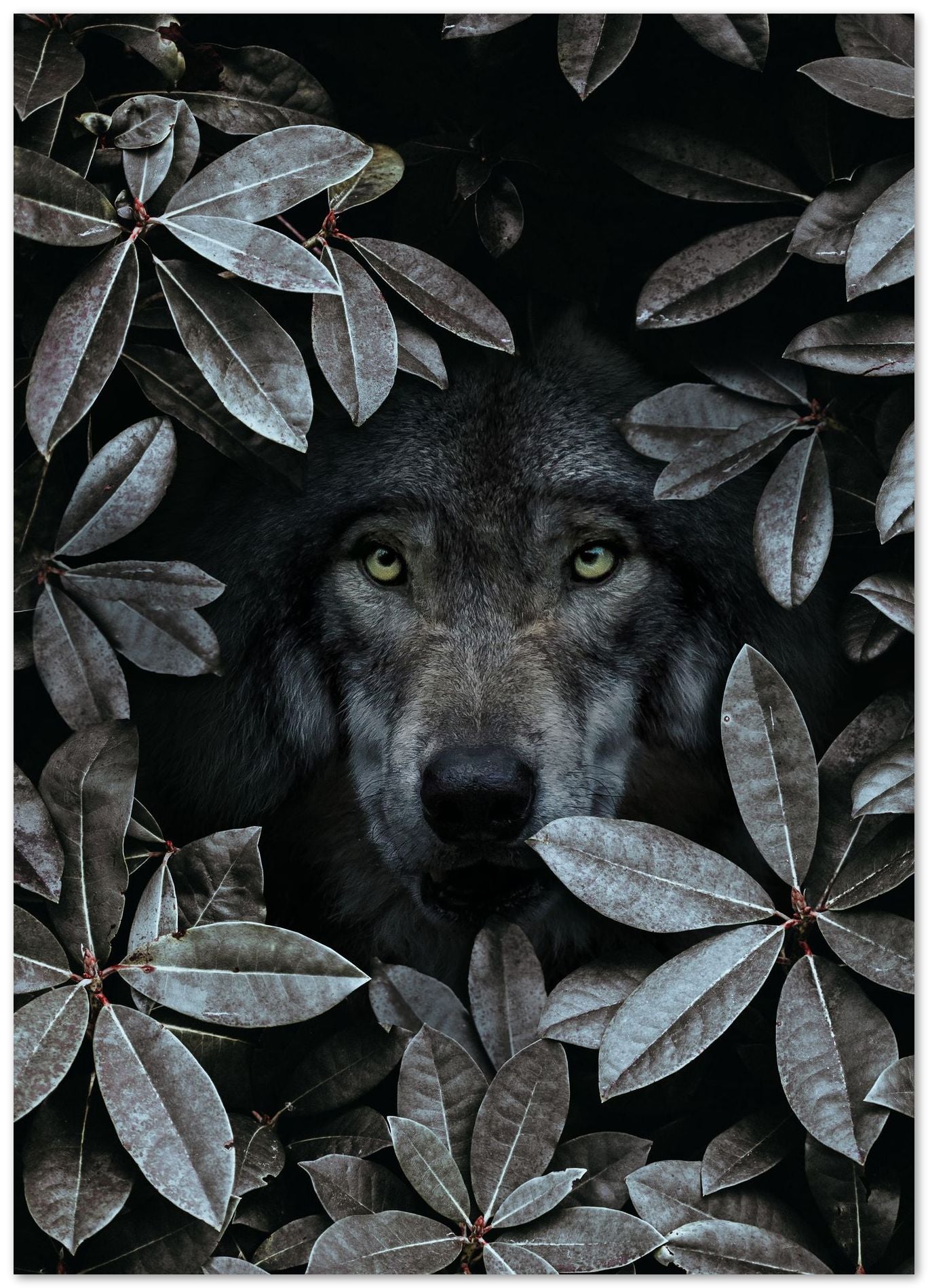 Wolf - @GreyArt