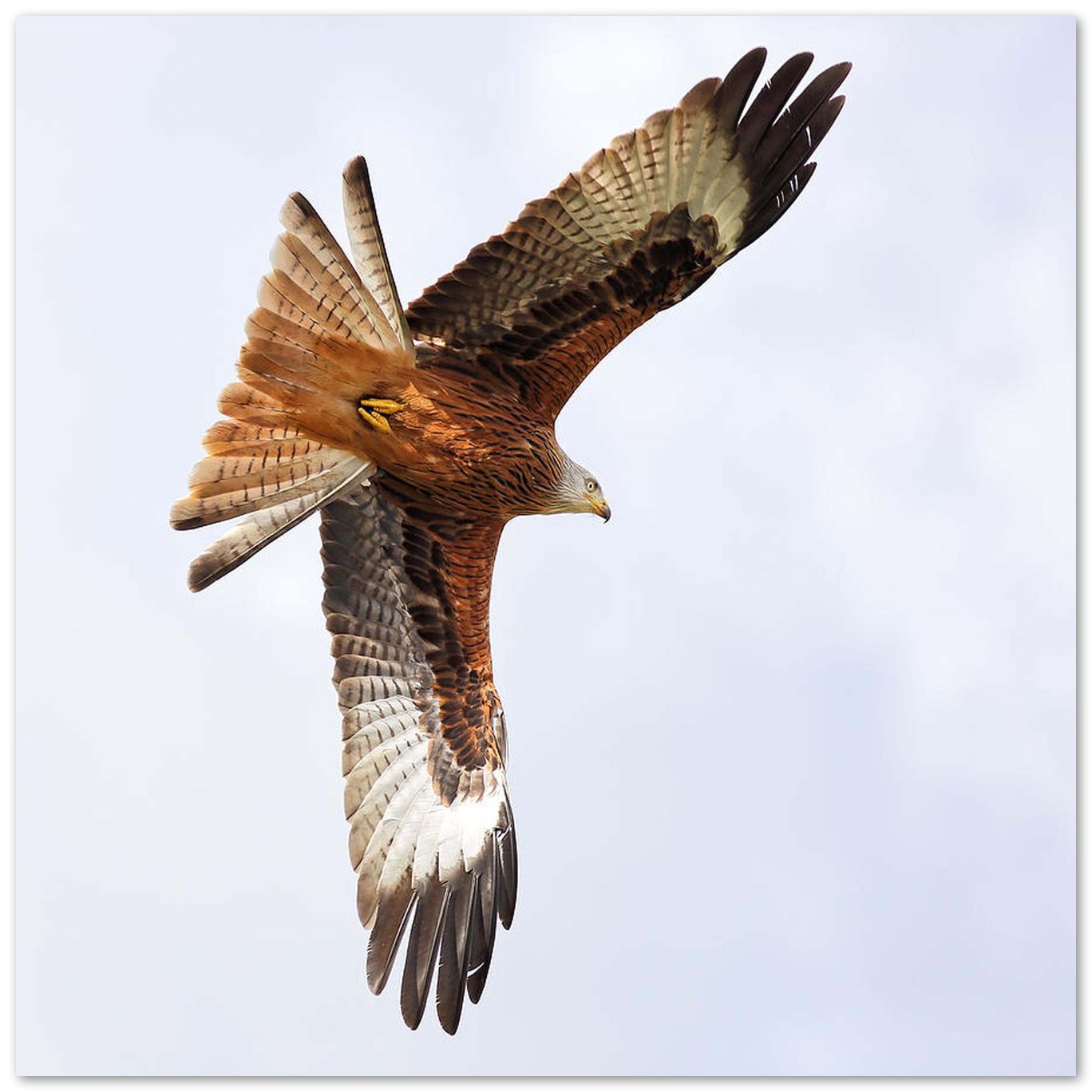 Diving bird of prey - @chusna