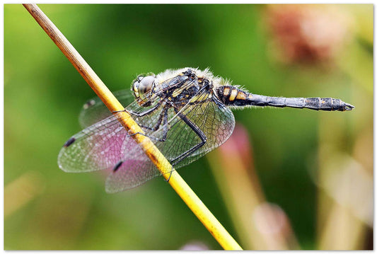 Dragonfly - @chusna