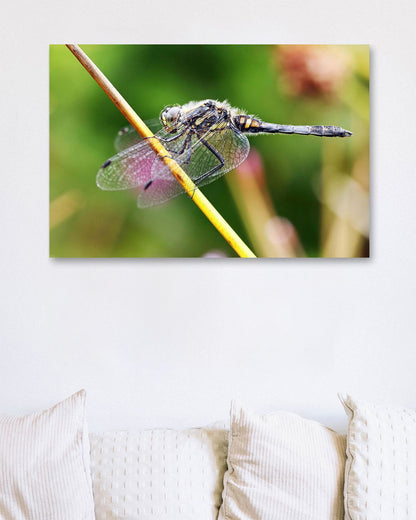 Dragonfly - @chusna