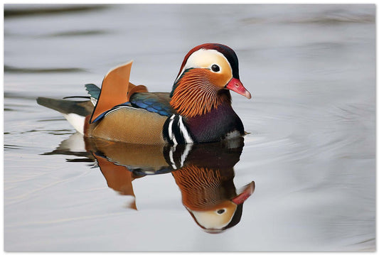 Duck Reflection - @chusna