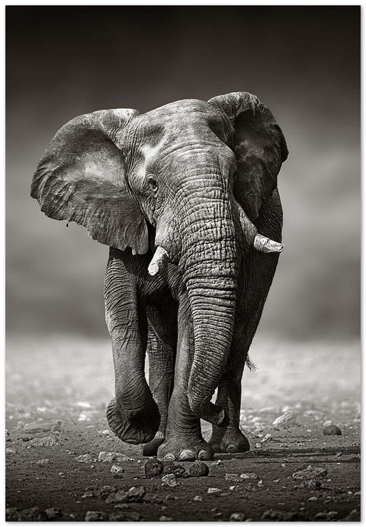 Elephant approach from the front - @chusna