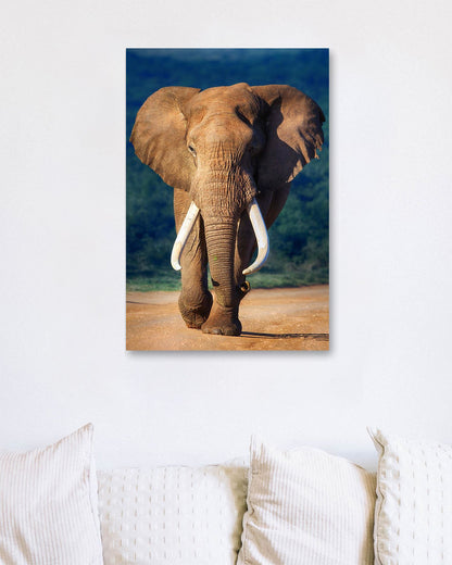 Elephant approaching - @chusna