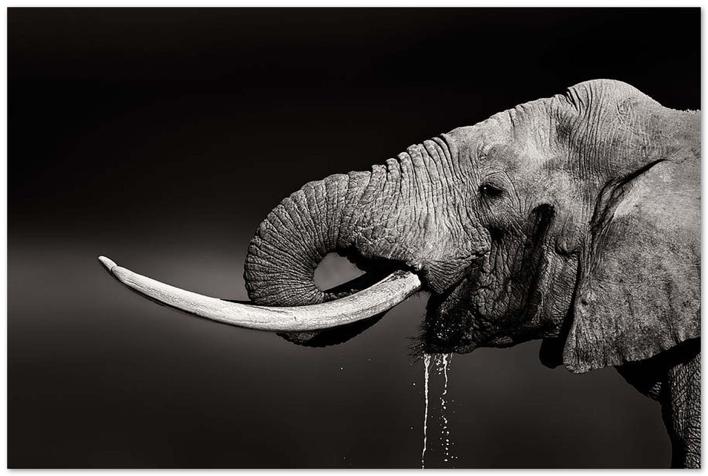 Elephant bull drinking water - duetone - @chusna