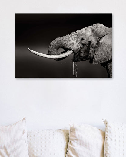 Elephant bull drinking water - duetone - @chusna
