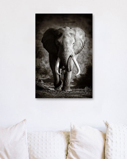 Elephant Bull - @chusna