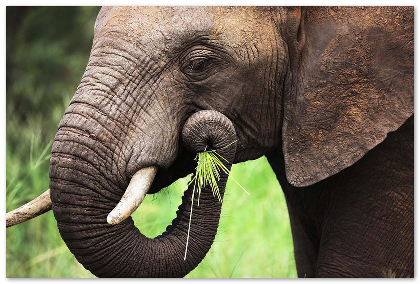 Elephant eating   - @chusna