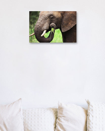 Elephant eating   - @chusna