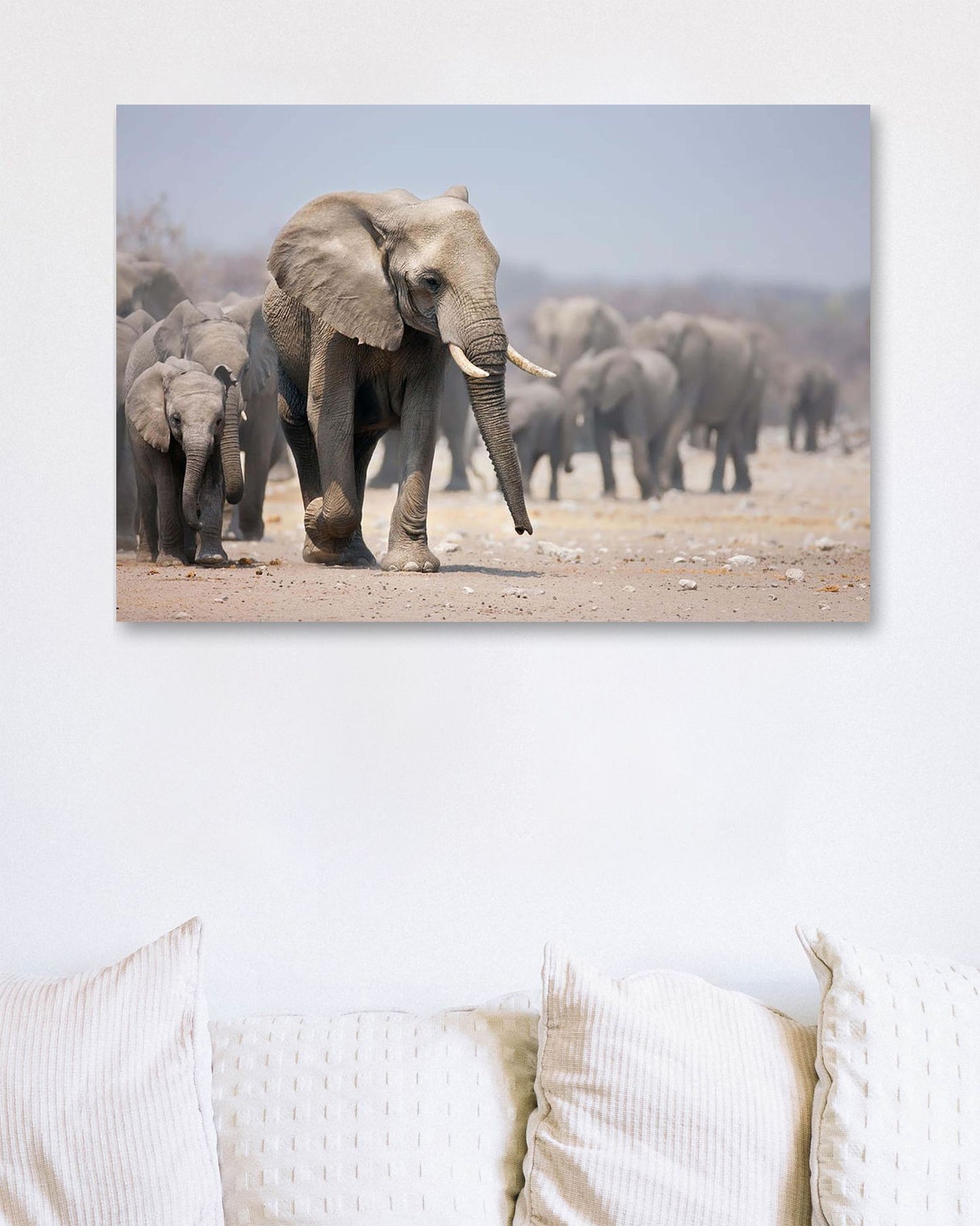 Elephant feetElephant - @chusna