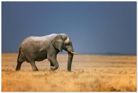 Elephant in grassfield - @chusna