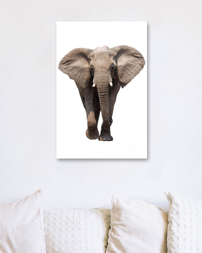 Elephant isolated - @chusna