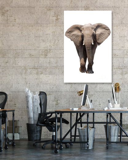 Elephant isolated - @chusna