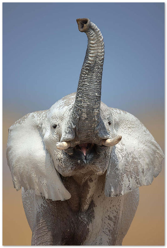 Elephant portraitClose - @chusna