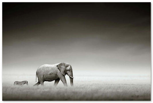 Elephant with zebra - @chusna