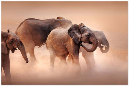 Elephants in dust - @chusna