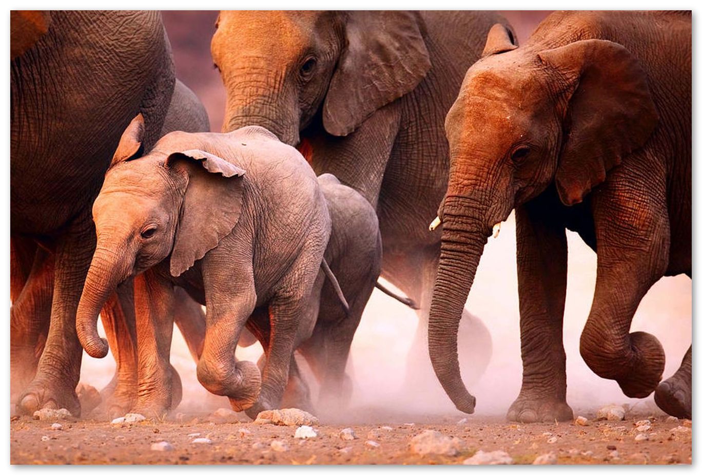 Elephants stampede - @chusna