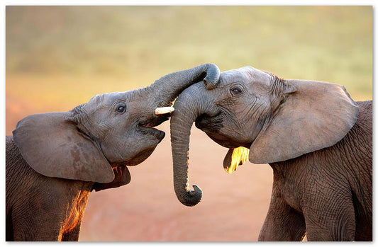 Elephants touching each other - @chusna