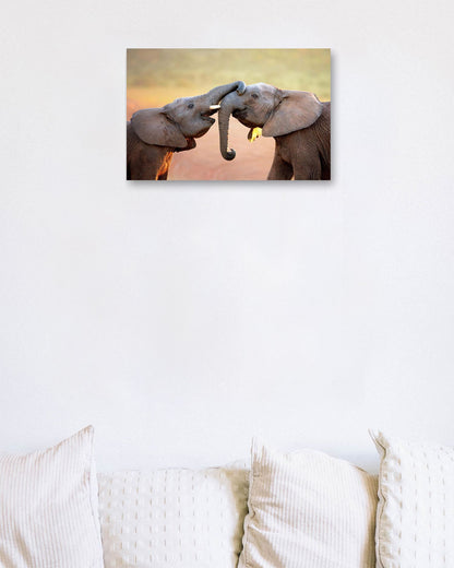 Elephants touching each other - @chusna