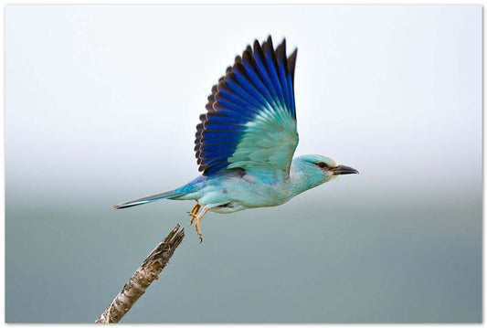 Eurasian Roller - @chusna