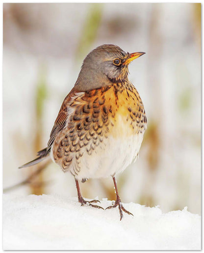 Fieldfare in the snow - @chusna