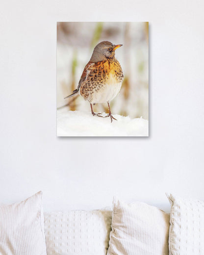 Fieldfare in the snow - @chusna