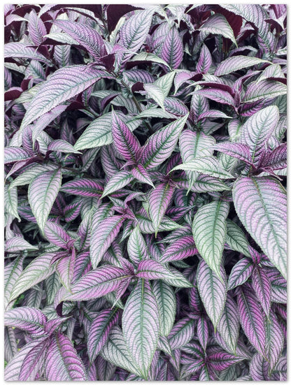 Persian Shield - @SpaceWidya