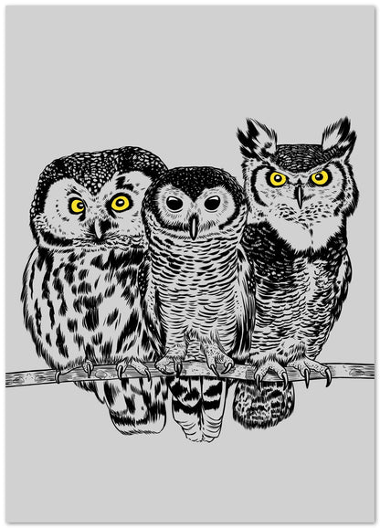 Three owls - @Albertees