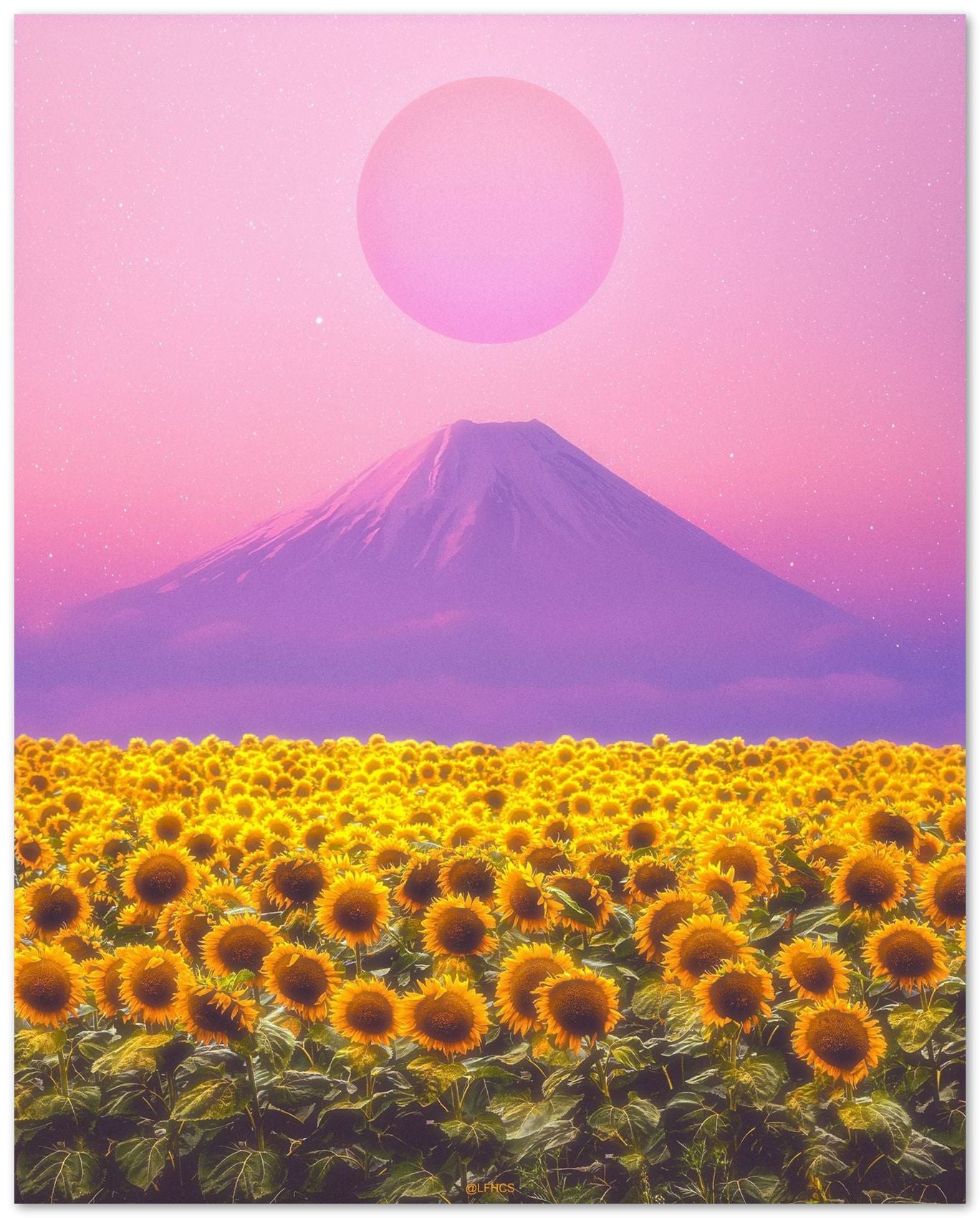 SUNFLOWER FIELD - @LFHCS