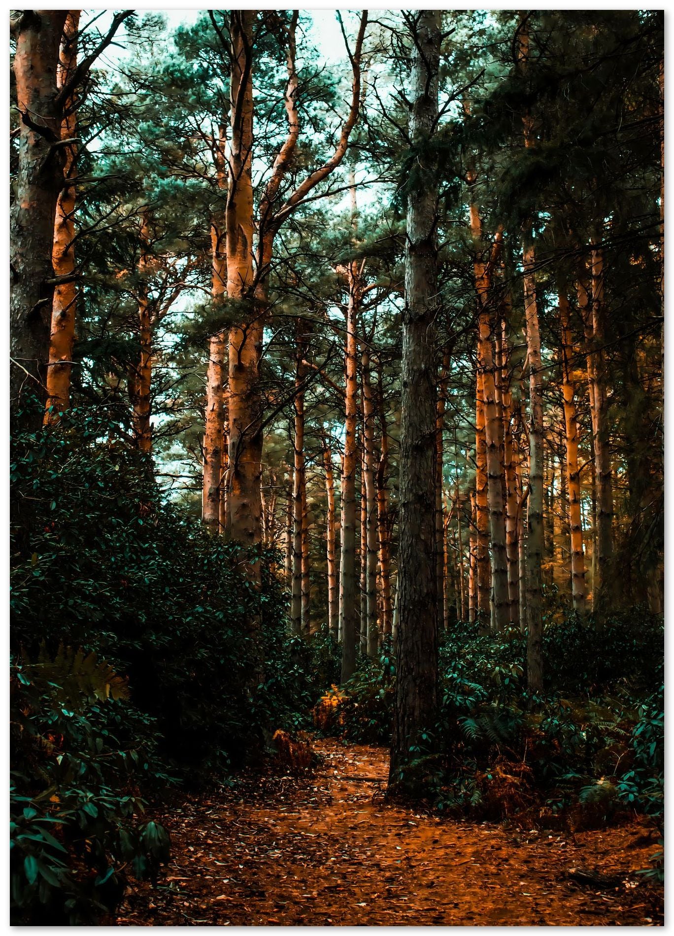 Path through the forest - @Sonni