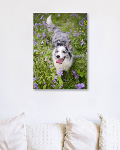 Animal 1072 - @UPGallery