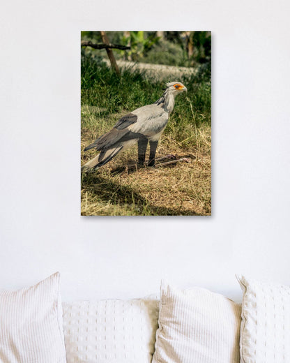 Animal 116 - @UPGallery