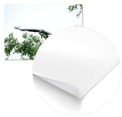 Animal 131 - @UPGallery