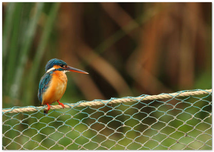 Animal 14 - @UPGallery